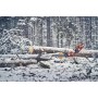 Pilarki łańcuchowe - Husqvarna 560 XP® G Mark II